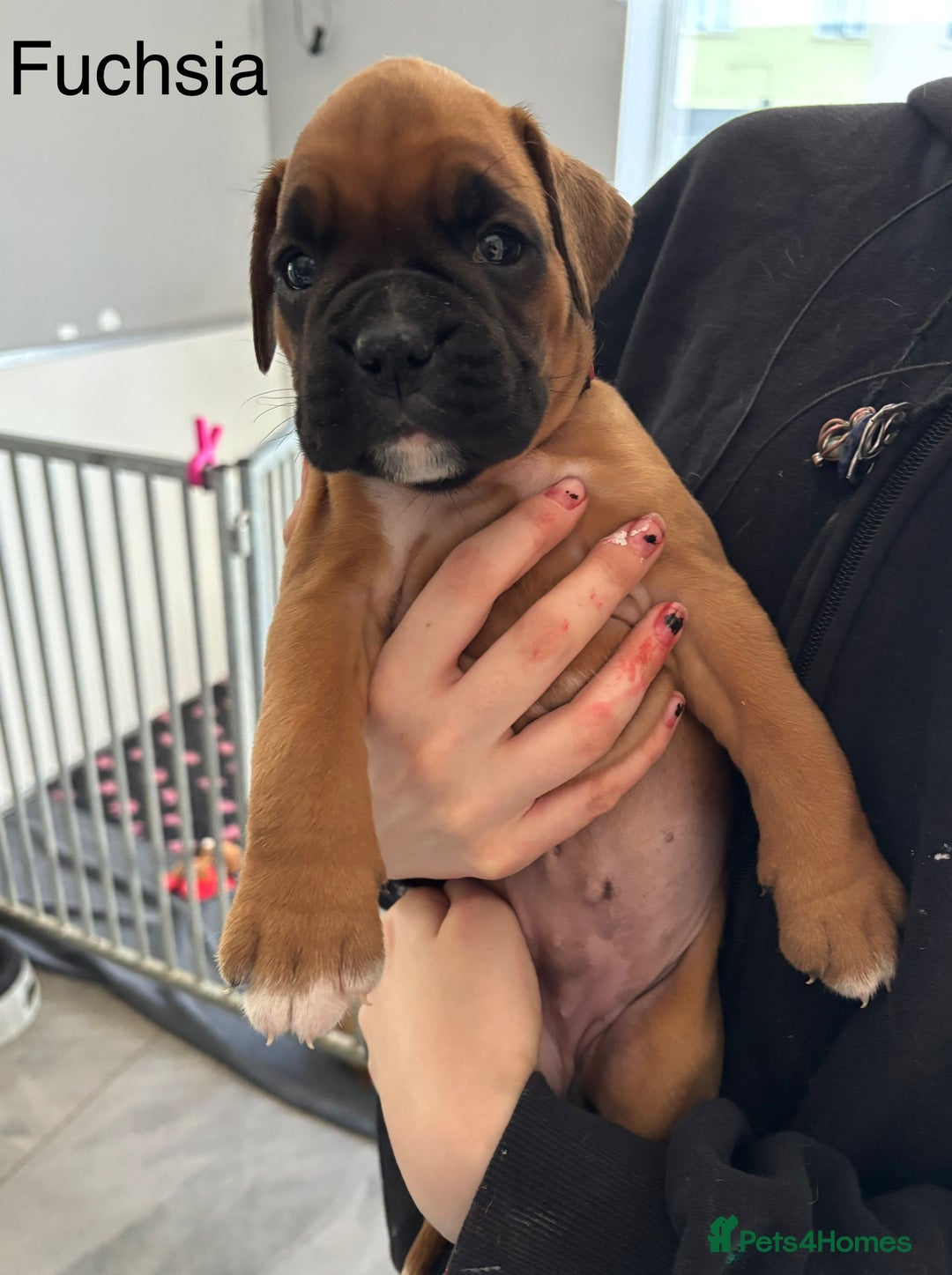 Boxer dogs for sale: 3 GIRLS LEFT - KC PUPS FROM HEART TESTED PARENTS - Image 7