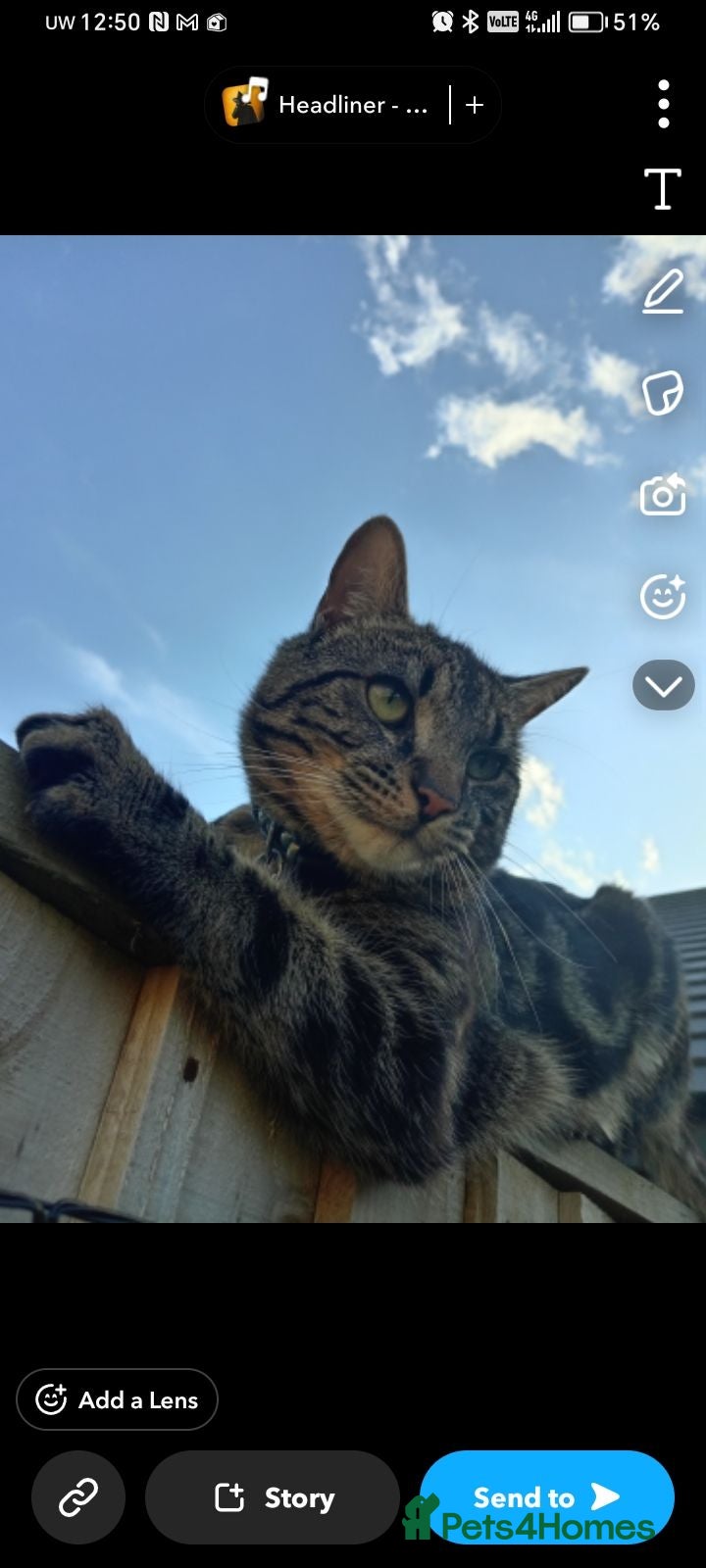 Mixed Breed cats Dougie the tabby  - Advert 1