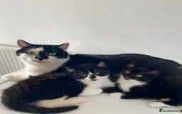 Mixed Breed cats for sale: 2 Adorable Kittens For Sale  - Image 9