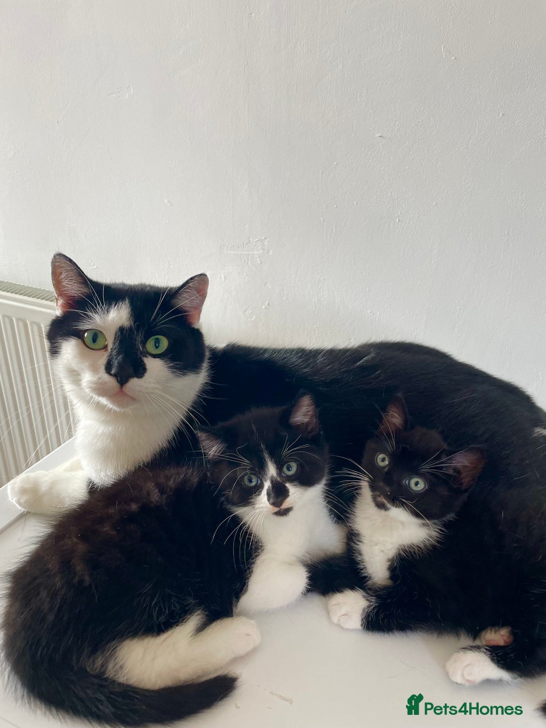 Mixed Breed cats for sale: 2 Adorable Kittens For Sale  - Image 9