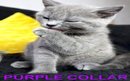 British Shorthair cats for sale: Last 3 Pedigree GCCF Reg Kittens, Ready Now in Gillingham - Image 5