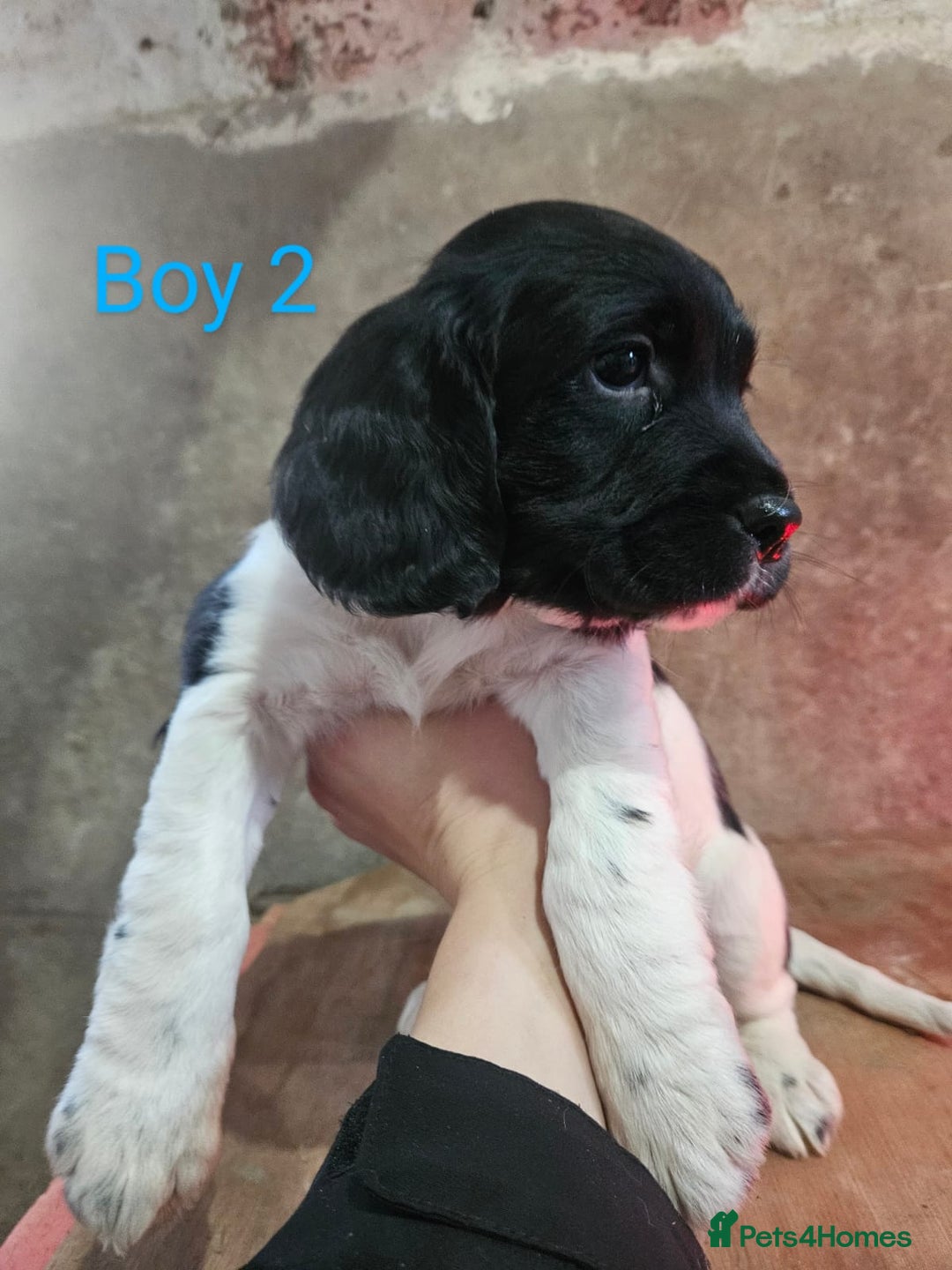 English Springer Spaniel dogs for sale: KC Registered Springer Spaniel Puppies  - Advert 13
