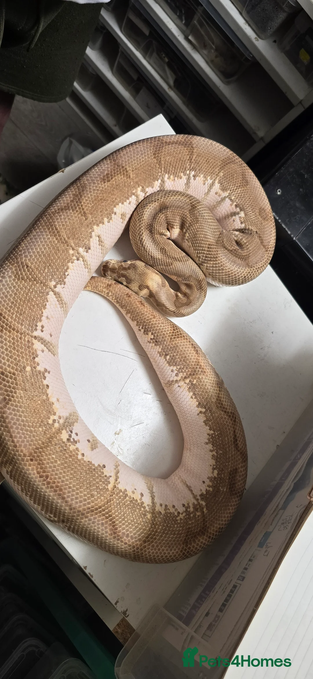 Python Snake reptiles for sale: Various Ball Pythons in Wellingborough - Advert 8