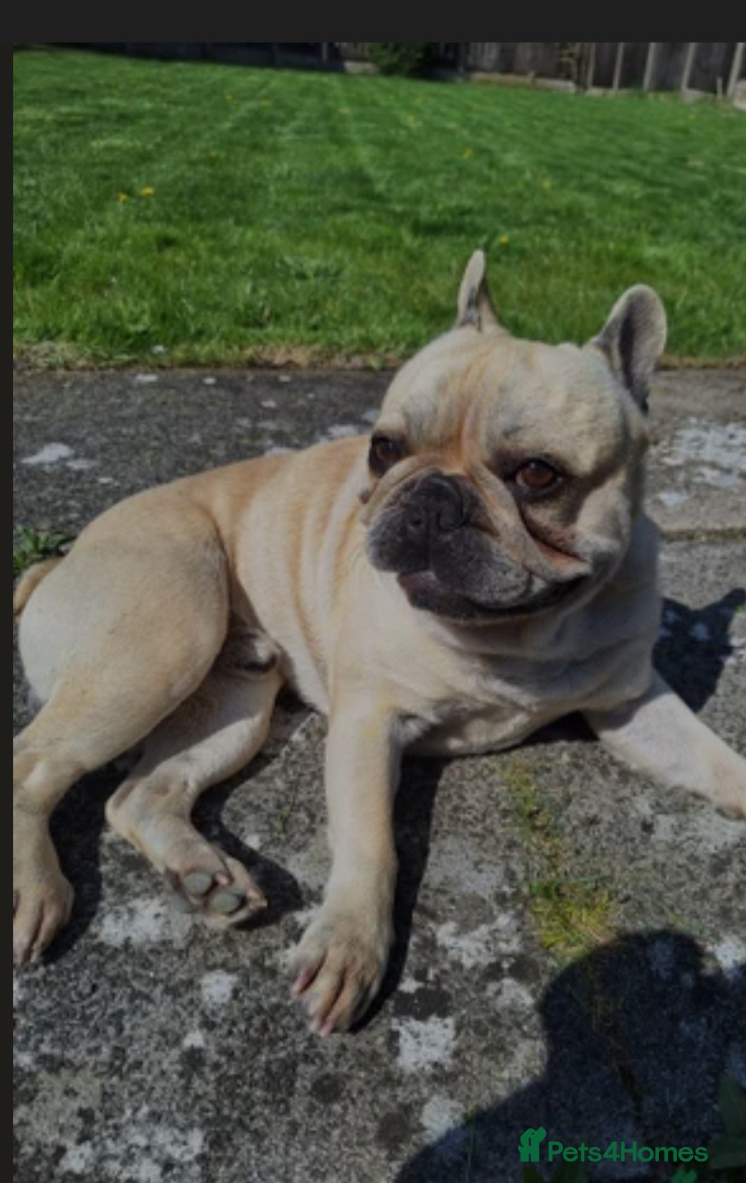 French Bulldog dogs for sale: French bulldog - Image 2