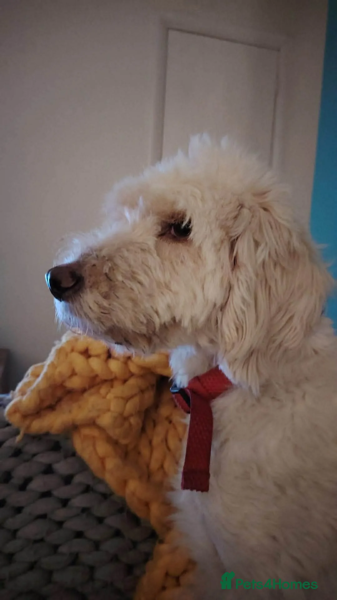 Mixed Breed dogs for adoption: Poodle mix Benji is ready for his forever family! in Plymouth - Advert 2