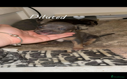 American Bully dogs for sale: Pocket Bully Pups - Advert 4