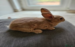 Mixed Breed rabbits for sale: Baby Bunnies Looking For New Homes - Image 7