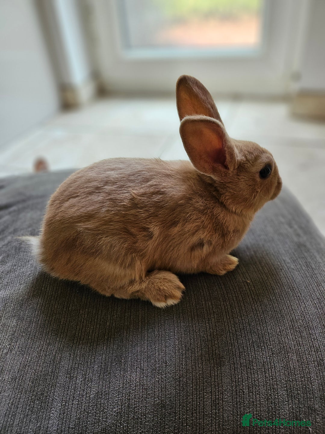 Mixed Breed rabbits for sale: Baby Bunnies Looking For New Homes - Image 7