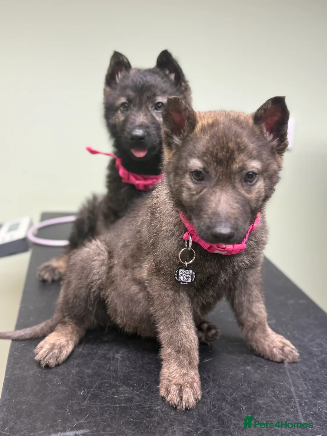 Mixed Breed dogs for sale: Mixed breed puppy  in Liverpool - Advert 6