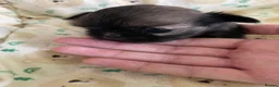 Shih Tzu dogs for sale: imperial karishishi dobie shih tzu in Nottingham - Advert 9