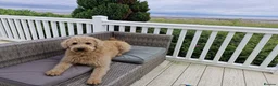 Labradoodle dogs for stud: Tatum in Glasgow - Advert 10