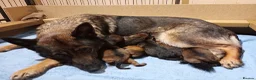 German Shepherd dogs for sale: Czech pedigree puppies from health tested parents in Hinckley - Advert 12