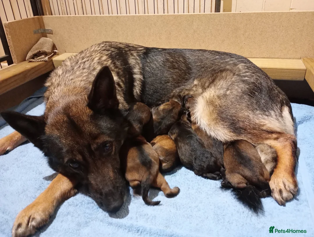 German Shepherd dogs for sale: Czech pedigree puppies from health tested parents in Hinckley - Advert 12