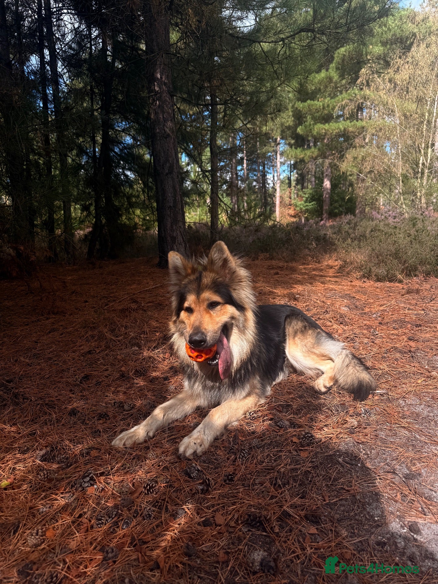 German Shepherd dogs Long-Haired Black&Sable German Shepard for Stud  - Advert 1