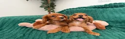 Cavalier King Charles Spaniel dogs for sale:     Puppies – Ready for Their Forever Homes - Advert 5