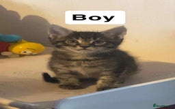 Mixed Breed cats for sale: Half maine coon,kittens for sale. - Advert 2