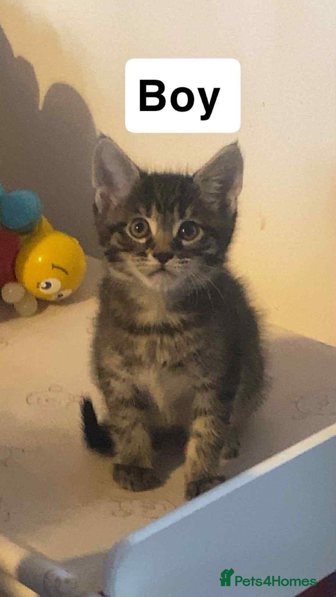 Mixed Breed cats for sale: Half maine coon,kittens for sale. - Advert 2