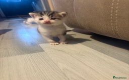 Mixed Breed cats for sale: Gorgeous kittens for sale  - Image 12
