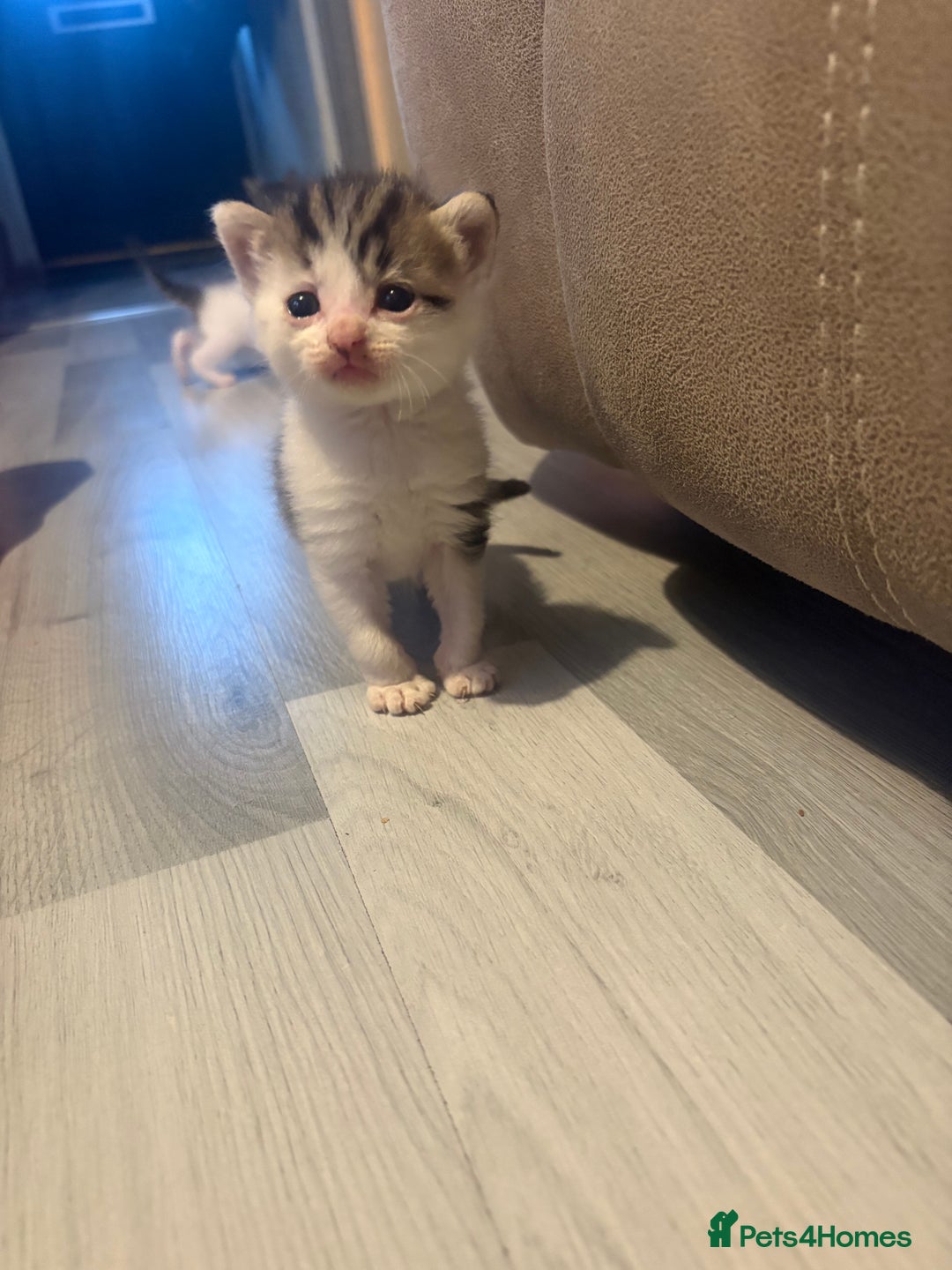 Mixed Breed cats for sale: Gorgeous kittens for sale  - Image 12