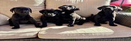 Labrador Retriever dogs for sale: Labrador Retriever Puppies - Advert 4