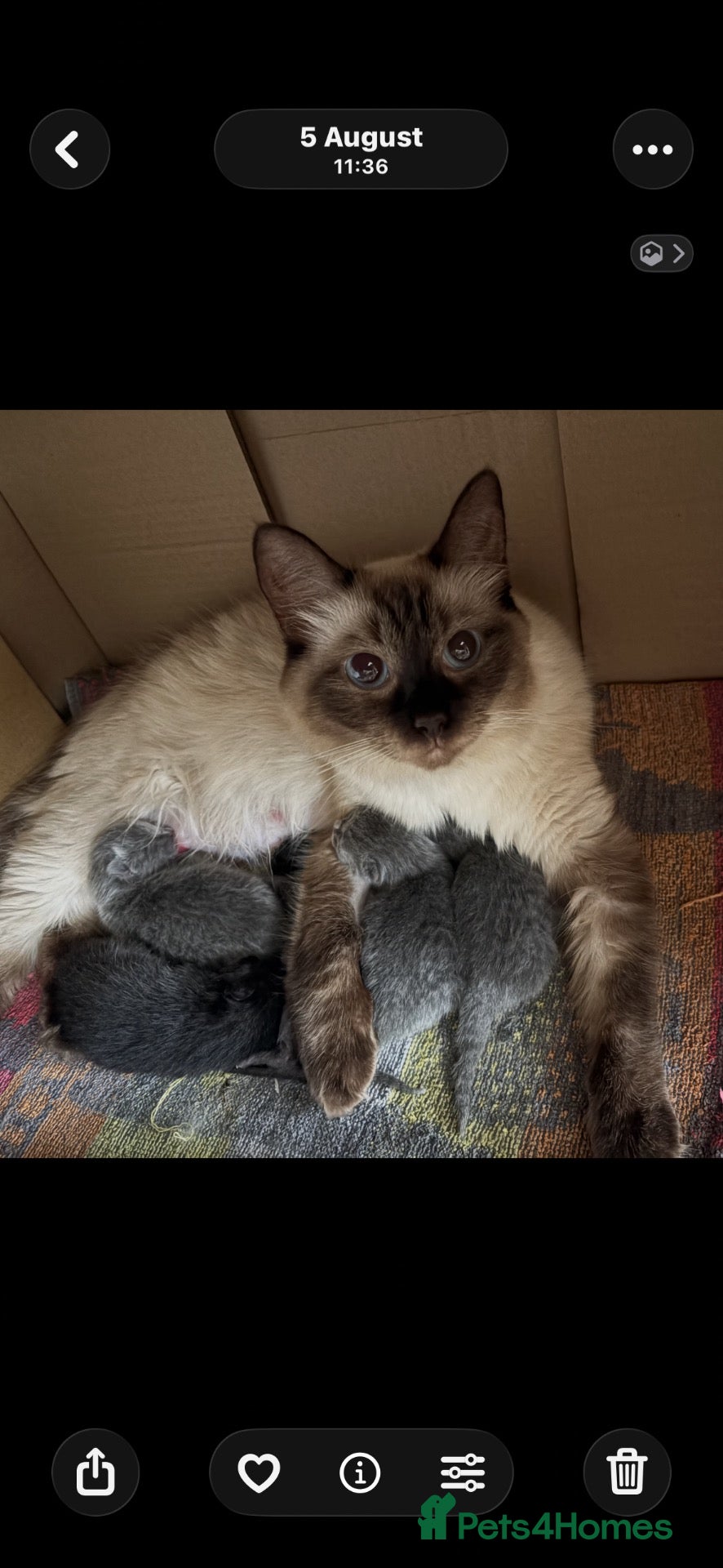 Ragdoll cats Ragdoll x British Blue - Advert 1