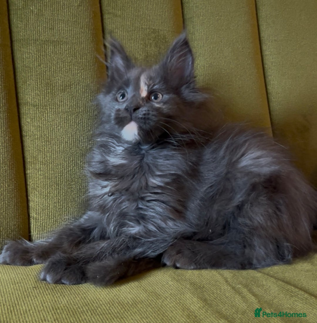 Maine Coon cats for sale: Maine Coon girls READY NOW Russian sired  - Image 22