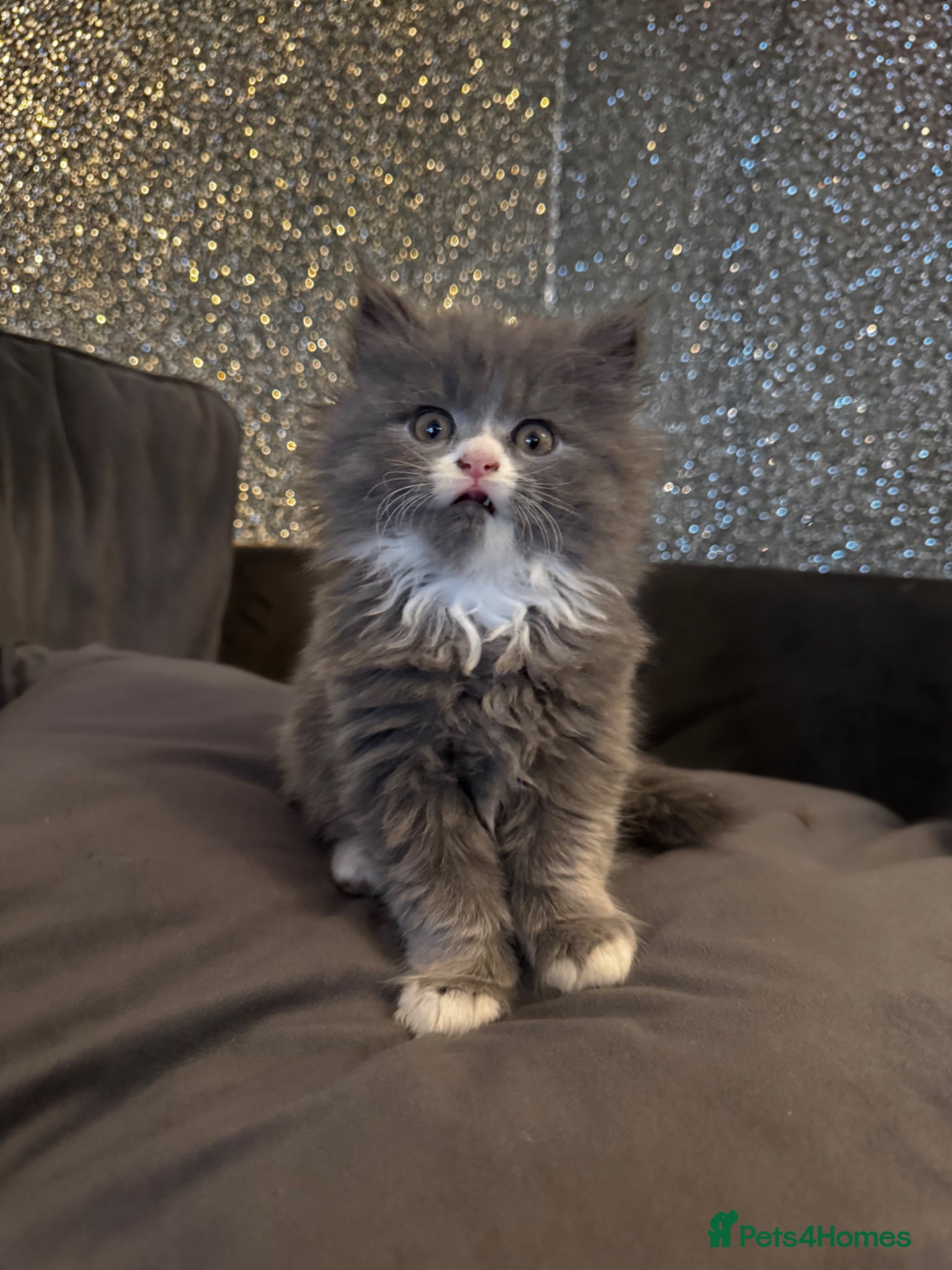 Persian cats 🐱 5 Adorable Persian Kittens for sale 🐱  - Advert 18