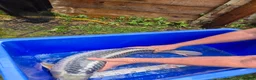 Koi Carp fish for sale: Pond closure - Advert 17