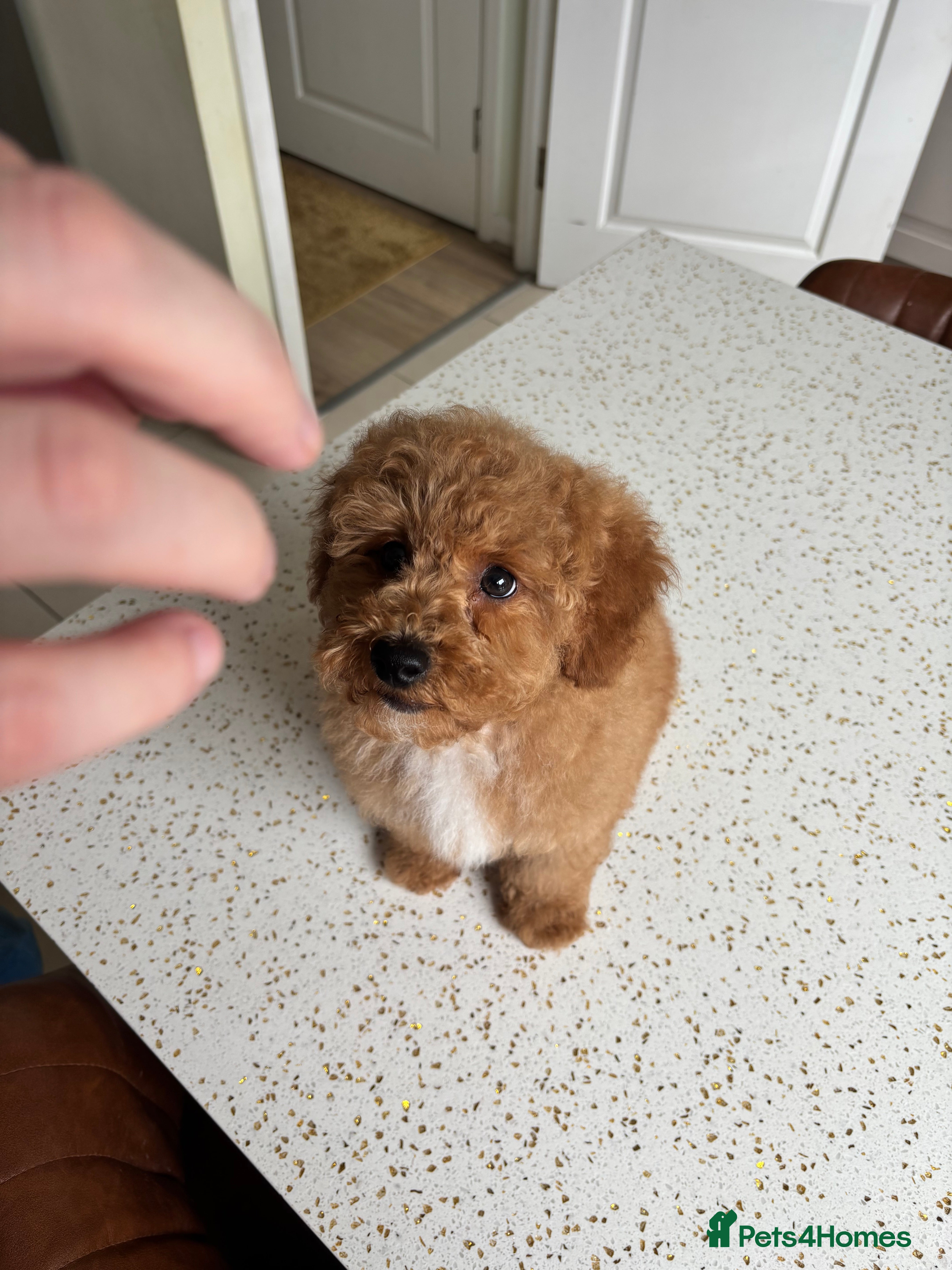 Maltipoo dogs 🧸DNA health tested Red Maltipoo Boy 💙 - Advert 3