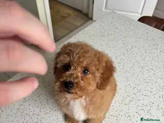 Maltipoo dogs 🧸DNA health tested Red Maltipoo Boy 💙 - Advert 3