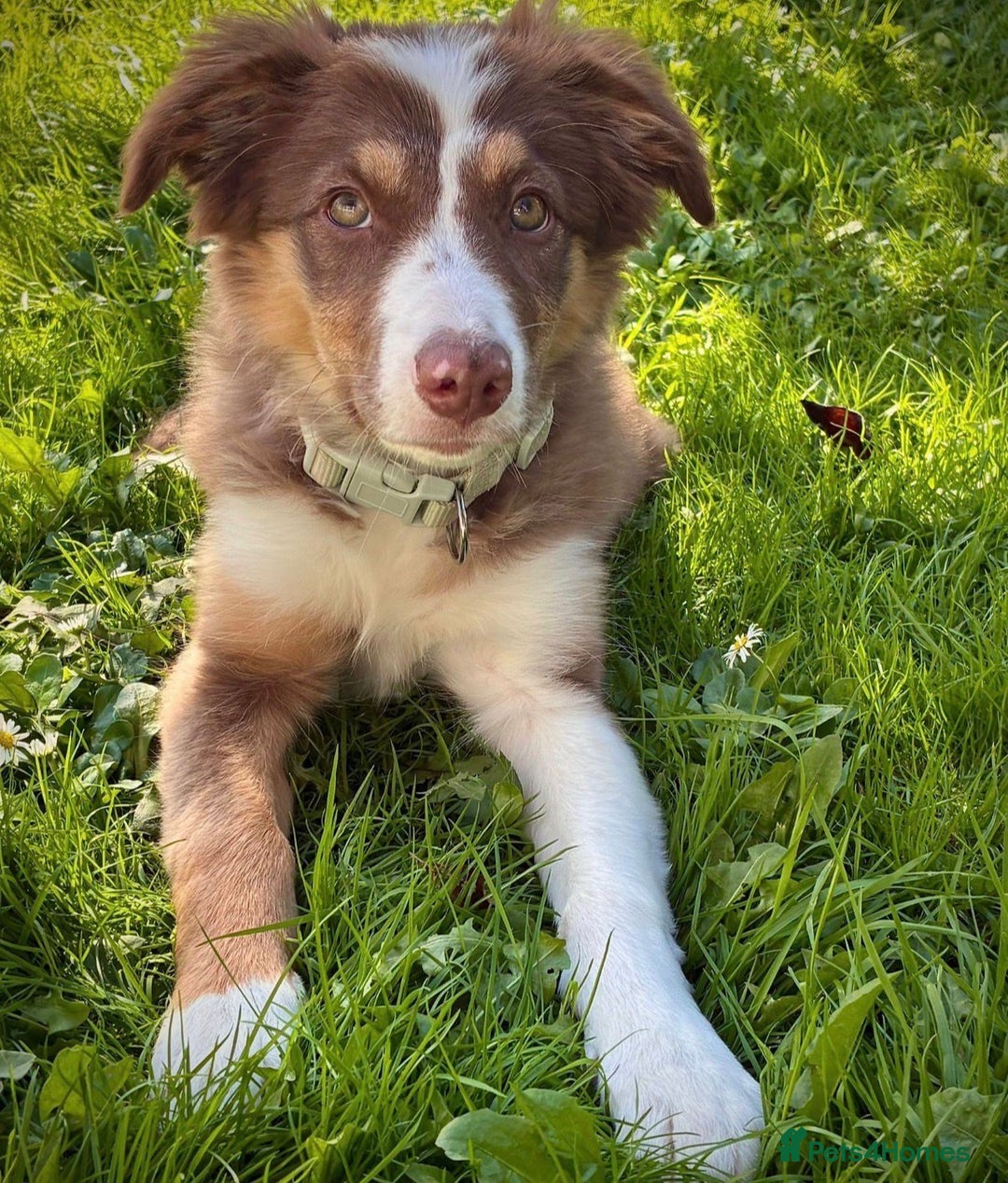 Border Collie dogs for sale: Border collie female Pup - Advert 3