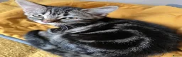 Mixed Breed cats for sale: 14 weeks old 1 boy 1 girl in Ibstock - Advert 3