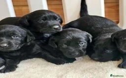 Labrador Retriever dogs for sale: Pure bred labrador puppies - Image 7