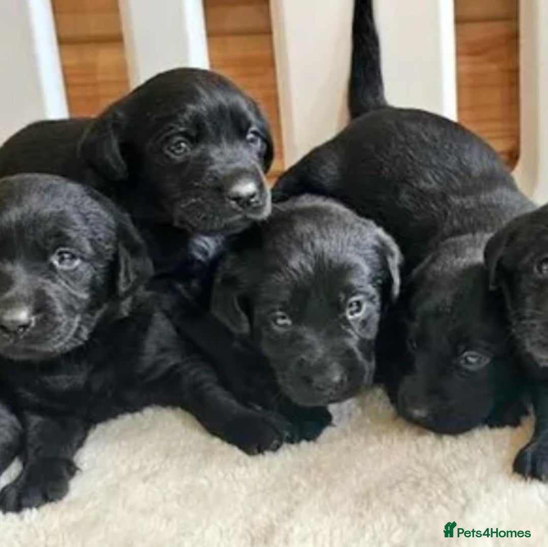 Labrador Retriever dogs for sale: Pure bred labrador puppies - Image 7