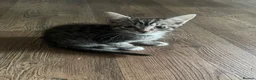 Mixed Breed cats for sale: 2x Female kittens ready for loving home - Advert 3
