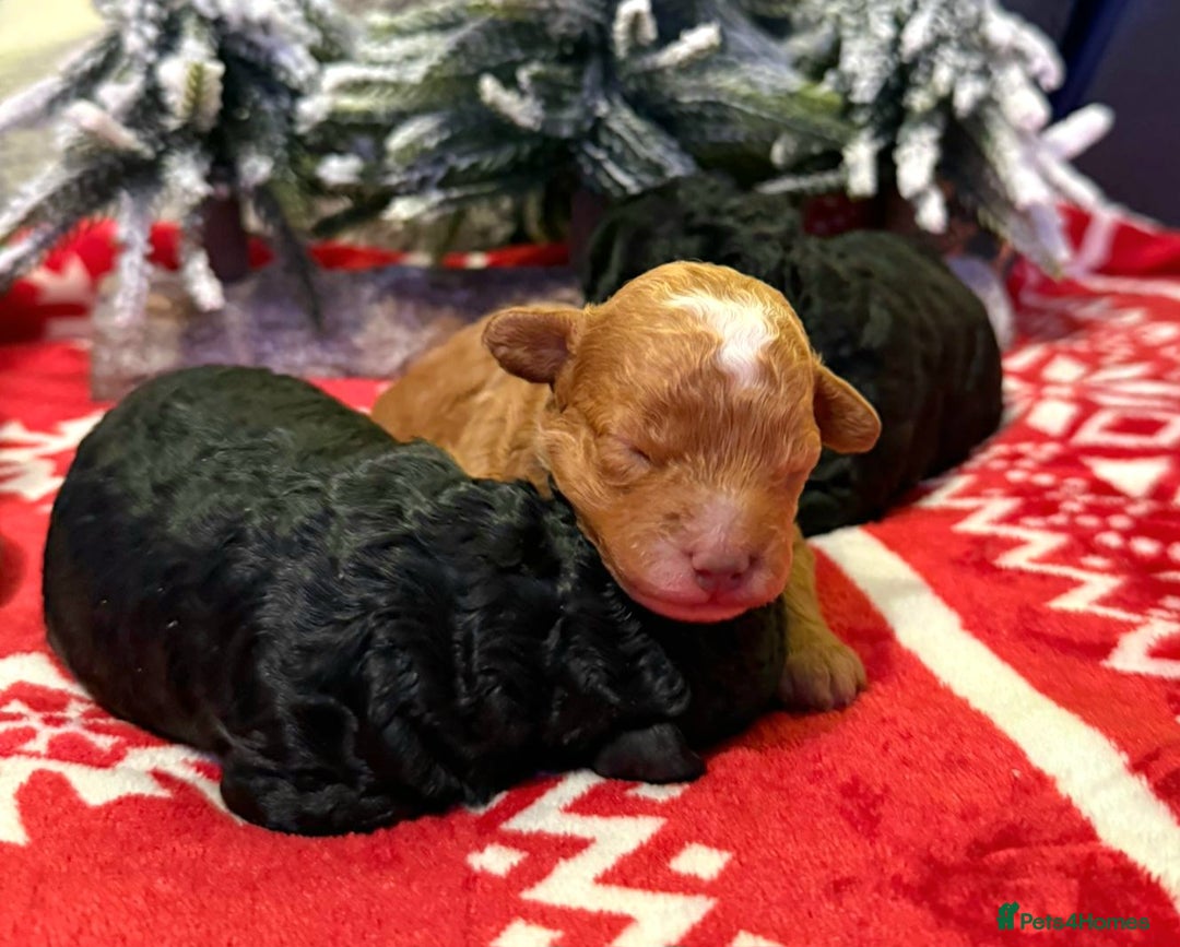 Toy Poodle dogs for sale: Beautiful Red & Phantom Toy Poodle's! KCregistered - Advert 18