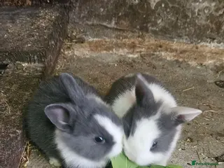 Dutch rabbits They are so cute 😍 and soft - Advert 1