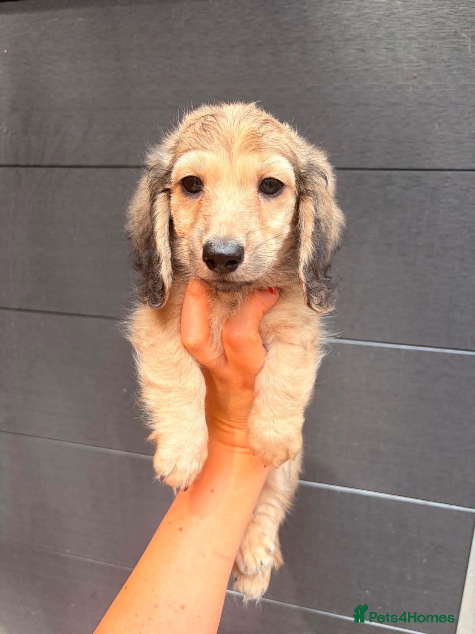 Miniature Dachshund dogs Quality cream mini dachshunds - Advert 2