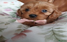 Cavapoo dogs for sale: Cavapoo puppies for sale - Image 2