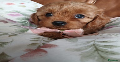 Cavapoo dogs - Advert 4