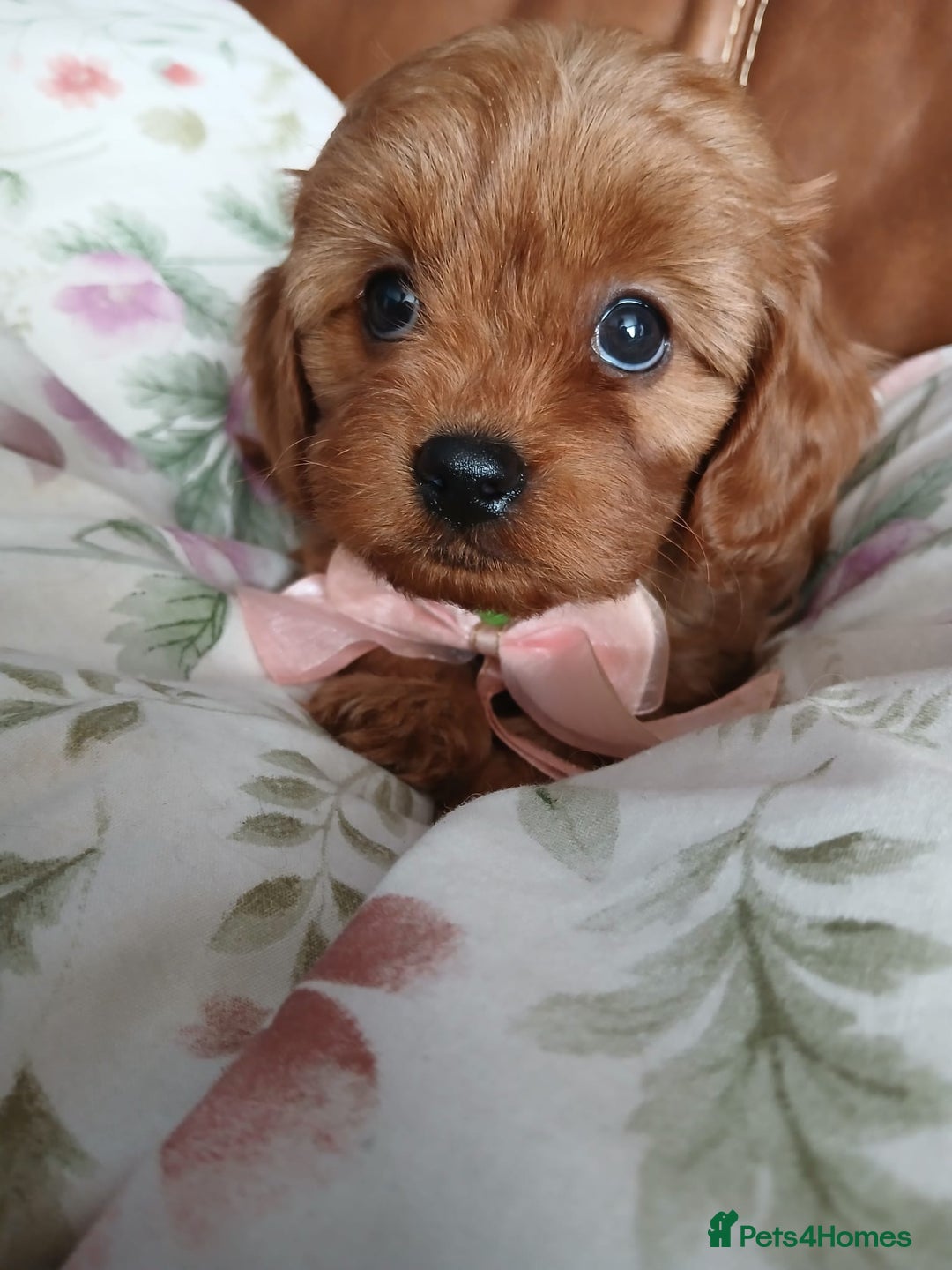 Cavapoo dogs for sale: Cavapoo puppies for sale - Image 2