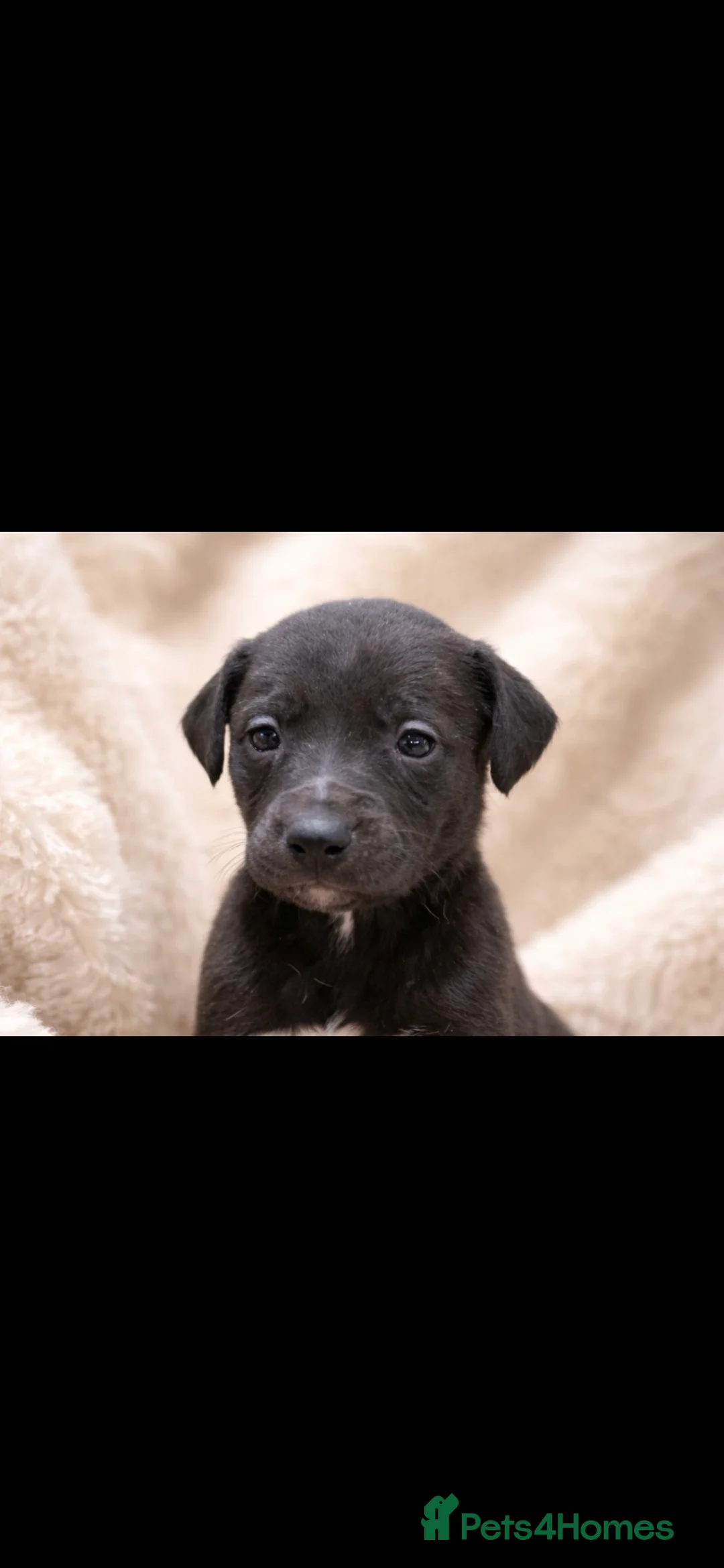 Mixed Breed dogs for sale: Whippet cross lurcher - Advert 4