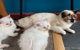Ragdoll cats for sale: Rag doll cross - Image 5