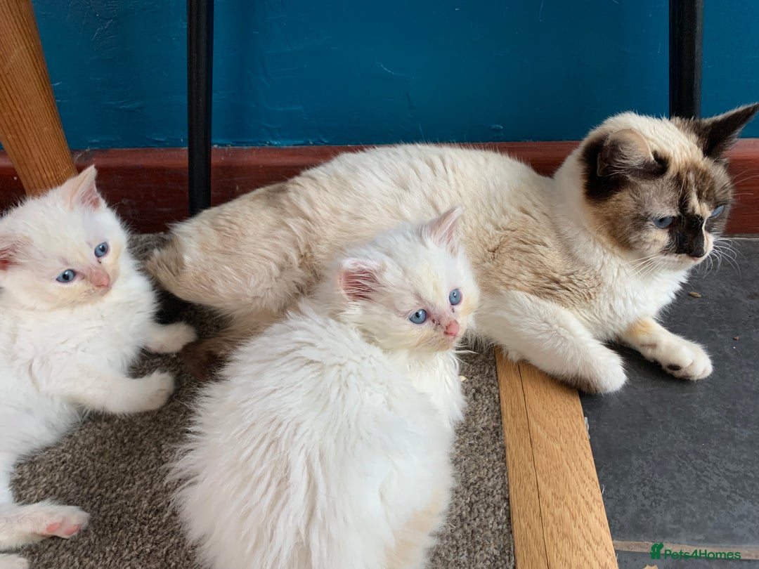 Ragdoll cats for sale: Rag doll cross - Image 5