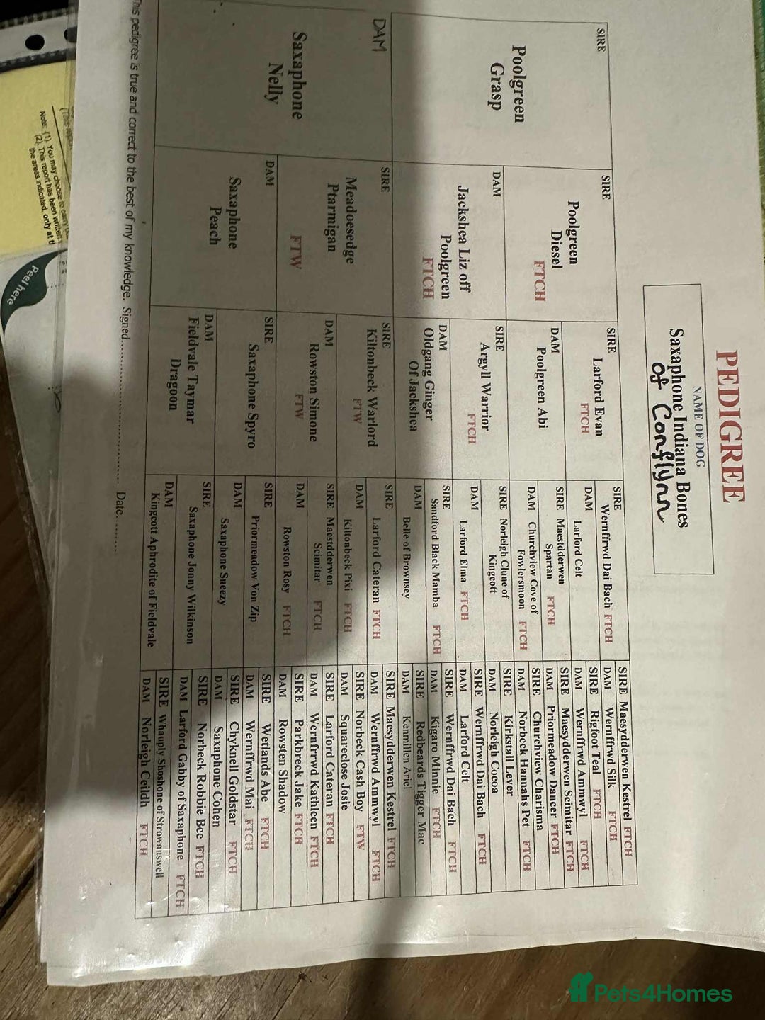 Cocker Spaniel dogs for sale: WCS bitch with working parents - Image 6