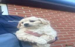 Mixed Breed dogs for sale: Beautiful Cocoranian Boy - Image 5