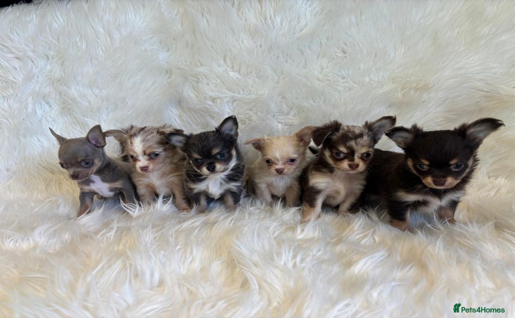 Chihuahua dogs - Advert 2