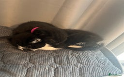 Domestic Shorthair cats for sale: Cute kittens looking for loving homes - Image 2