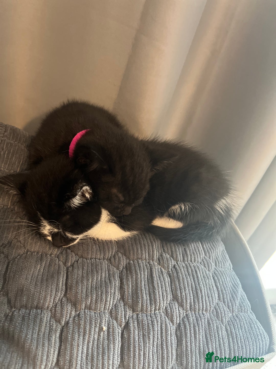Domestic Shorthair cats for sale: Cute kittens looking for loving homes - Image 2