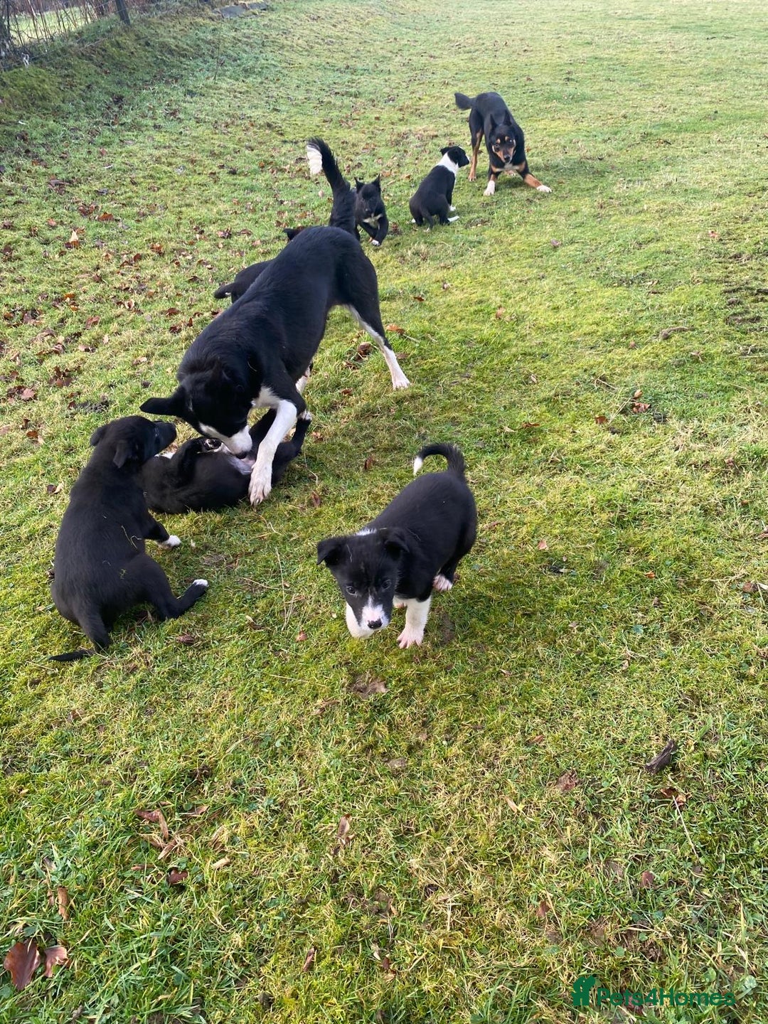 Mixed Breed dogs for sale: Beautiful Kelpie X Border Collie Puppies For Sale - Advert 9